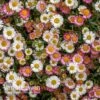 Erigeron 'Stallone' -Flower Plants Shop ERIG V75665 A