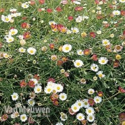 Erigeron 'Stallone' -Flower Plants Shop ERIG V75665 B