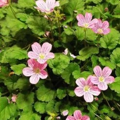 Erodium X Variabile 'Roseum'