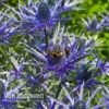 Eryngium 'Blue Steel' -Flower Plants Shop ERYN 42770V A
