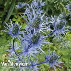 Eryngium 'Blue Steel' -Flower Plants Shop ERYN 42770V B