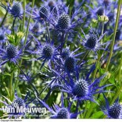 Eryngium 'Blue Steel' -Flower Plants Shop ERYN 42770V D