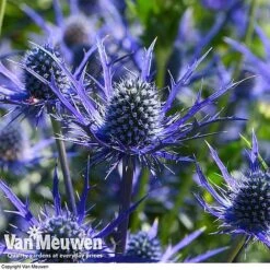 Eryngium 'Blue Steel' -Flower Plants Shop ERYN 42770V E