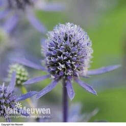 Eryngium Planum 'Blue Hobbit' -Flower Plants Shop ERYN V46943 B