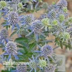 Eryngium Planum 'Blue Hobbit' -Flower Plants Shop ERYN V46943 C