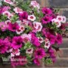Eton Mess -Flower Plants Shop ETON V48876 A