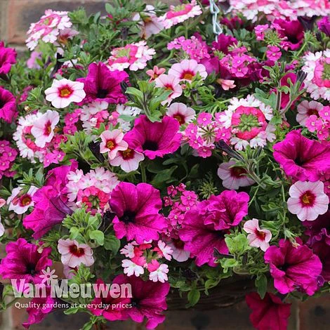 Eton Mess 4 Eton Mess - Image 2