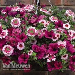 Eton Mess 8 Eton Mess -Flower Plants Shop ETON V48876 C1