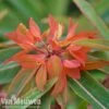 Euphorbia Griffithii 'Fireglow' -Flower Plants Shop EUPH V48059 A
