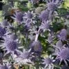 Eryngium Planum 'Blue Hobbit' -Flower Plants Shop Eryngium Blue Hobbit