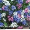Forget-Me-Not 'Sylva Mixed' (Garden Ready) -Flower Plants Shop FORG VKA7245 A