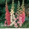 Foxglove 'Excelsior Hybrid Mixed' 2 Foxglove 'Excelsior Hybrid Mixed' -Flower Plants Shop FOXG V11592 B
