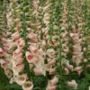 Foxglove 'Dalmatian Peach' -Flower Plants Shop FOXG V59588 A h