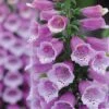 Foxglove 'Dalmation Purple' -Flower Plants Shop FOXG V65298 B h