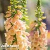 Foxglove 'Apricot' -Flower Plants Shop FOXG V65314 B