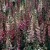 Foxglove 'Foxy' -Flower Plants Shop FOXG V65318 A h