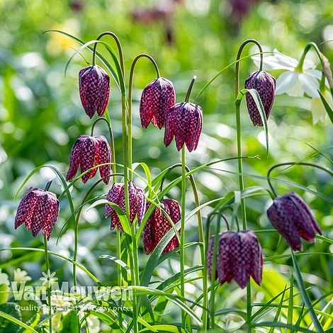 Fritillaria Meleagris 4 Fritillaria Meleagris - Image 2