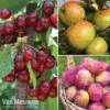 Favourite Fruit Tree Collection 1 Favourite Fruit Tree Collection -Flower Plants Shop FRUIT KA7999 A VM