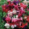 Nuserymans Choice Fuchsias -Flower Plants Shop FUCH V13282 A h