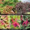 Fuchsia 'Ground Cover Collection' -Flower Plants Shop FUCH V17696 A h