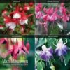 Fuchsia 'Hardy Collection' -Flower Plants Shop FUCH VKA4047 A