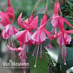 Fuchsia 'Hardy Collection' -Flower Plants Shop FUCH VKA4047 C