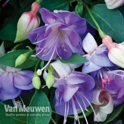 Fuchsia 'Hardy Collection' -Flower Plants Shop FUCH VKA4047 D