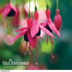 Fuchsia 'Hardy Collection' -Flower Plants Shop FUCH VKA4047 E