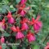 Fuchsia 'Pink Fizz' -Flower Plants Shop FUCH VKA7817 B