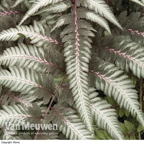 Fantastic Fern 'Pewter Lace' 3 Fantastic Fern 'Pewter Lace'
