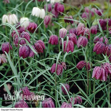 Fritillaria Meleagris 3 Fritillaria Meleagris