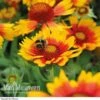 Gaillardia 'Arizona Sun' -Flower Plants Shop GAIL V17402 A h
