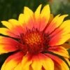Gaillardia X Grandiflora 'Kobold' -Flower Plants Shop GAIL V59600 A h