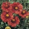 Gaillardia Aristata 'Burgundy' -Flower Plants Shop GAIL V65380 A h
