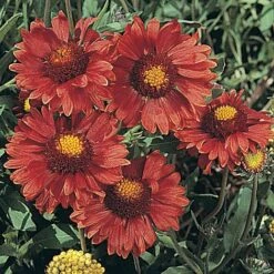 Gaillardia Aristata 'Burgundy'