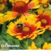 Gaillardia Aristata 'Arizona Sun' -Flower Plants Shop GAIL v65378 B