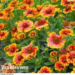 Gaillardia Aristata 'Arizona Sun' -Flower Plants Shop GAIL v65378 C