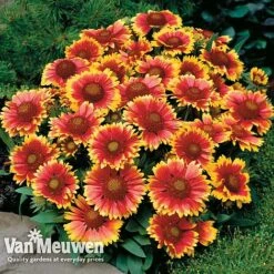 Gaillardia Aristata 'Arizona Sun' -Flower Plants Shop GAIL v65378 D