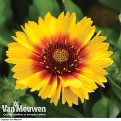Gaillardia Aristata 'Arizona Sun' -Flower Plants Shop GAIL v65378 F