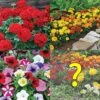 Garden Ready Summer Saver Collection -Flower Plants Shop GARD VKA7392 A