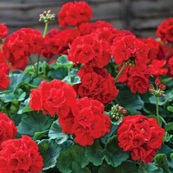 Garden Ready Summer Saver Collection -Flower Plants Shop GARD VKA7392 B