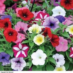 Garden Ready Summer Saver Collection -Flower Plants Shop GARD VKA7392 D