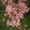 Gaura Lindheimeri 'Rosyjane' -Flower Plants Shop GAUR V58990 A h