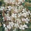 Gaura Lindheimeri -Flower Plants Shop GAUR V65394 A h