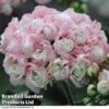 Geranium 'Appleblossom' -Flower Plants Shop GERA T17214 A2