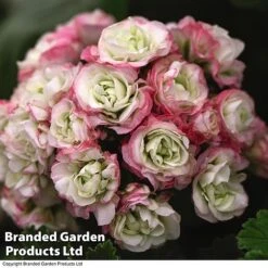 Geranium 'Appleblossom' -Flower Plants Shop GERA T17214 C1