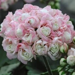 Geranium 'Appleblossom' -Flower Plants Shop GERA T17214 NOW1