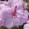 Geranium 'Lilly' -Flower Plants Shop GERA V51839 A h