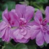 Geranium 'Amelit' -Flower Plants Shop GERA V58742 A h