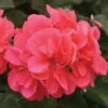 Geranium 'Apricot' 2 Geranium 'Apricot' -Flower Plants Shop GERA V58744 A h